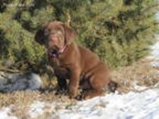 Labrador Retriever Puppy for sale in Tower City, ND, USA