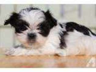 Mutt Puppy for sale in MARION, CT, USA