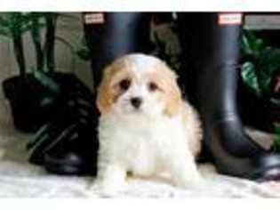 Cavachon Puppy for sale in Los Angeles, CA, USA