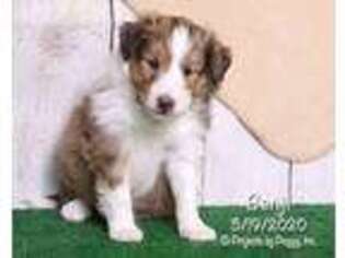 Shetland Sheepdog Puppy for sale in Millmont, PA, USA
