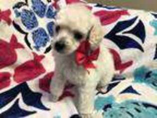 Mutt Puppy for sale in Holly Springs, NC, USA