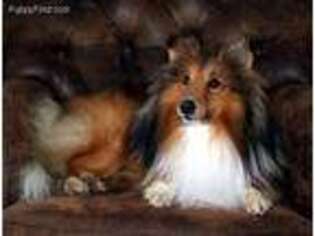 Shetland Sheepdog Puppy for sale in Rochester, NY, USA