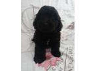 Cavapoo Puppy for sale in Phelan, CA, USA