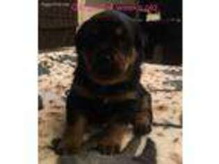 Rottweiler Puppy for sale in Galloway, OH, USA