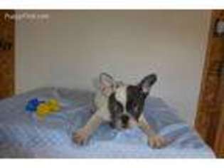 French Bulldog Puppy for sale in Watts, OK, USA