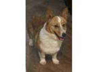Pembroke Welsh Corgi Puppy for sale in College Station, TX, USA