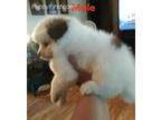 Pomeranian Puppy for sale in Independence, MO, USA
