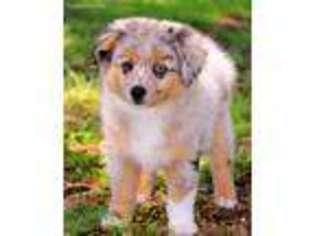 Miniature Australian Shepherd Puppy for sale in Georgetown, TX, USA