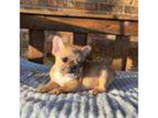 French Bulldog Puppy for sale in Stonewall, OK, USA