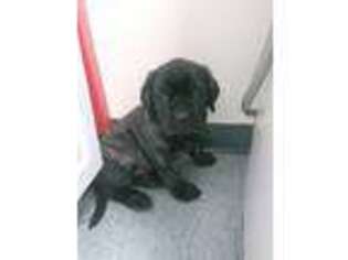 Mastiff Puppy for sale in Monmouth, IL, USA