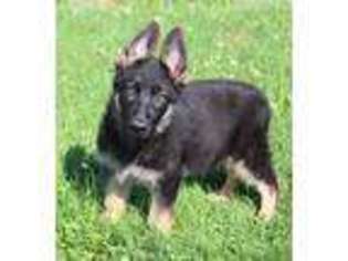 German Shepherd Dog Puppy for sale in Dallas, WV, USA