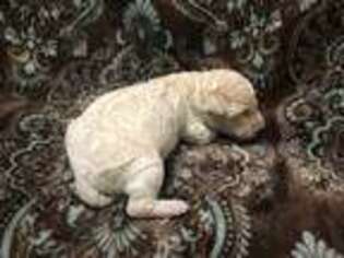 Goldendoodle Puppy for sale in Gold Hill, OR, USA