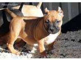 American Bulldog Puppy for sale in Sulphur, OK, USA