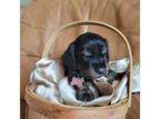 Dachshund Puppy for sale in Lynn Haven, FL, USA