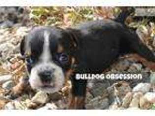 Bulldog Puppy for sale in Sioux Falls, SD, USA