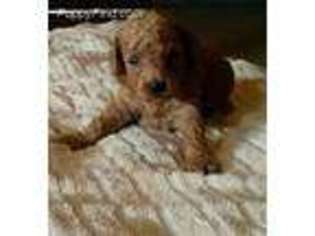 Goldendoodle Puppy for sale in Munster, IN, USA