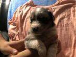 Australian Shepherd Puppy for sale in Independence, MO, USA
