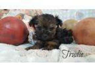 Yorkshire Terrier Puppy for sale in Memphis, MO, USA