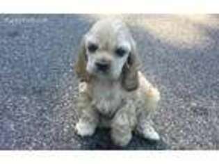 Cocker Spaniel Puppy for sale in Chester, NH, USA