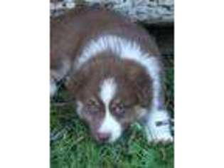 Australian Shepherd Puppy for sale in Emmett, ID, USA