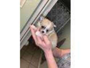Mutt Puppy for sale in Pelham, NH, USA