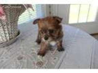 Mutt Puppy for sale in Hicksville, OH, USA