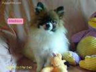 Pomeranian Puppy for sale in Hanover, VA, USA