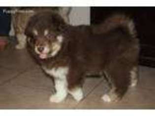 Alaskan Malamute Puppy for sale in Mesa, AZ, USA