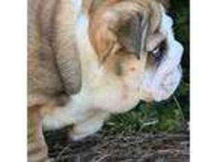 Bulldog Puppy for sale in Montezuma, GA, USA