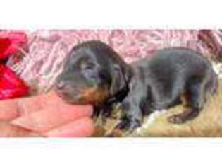 Dachshund Puppy for sale in Tulsa, OK, USA