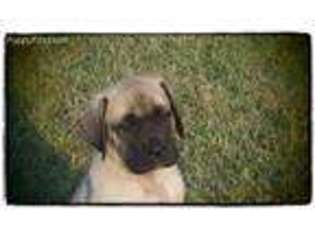 Mastiff Puppy for sale in Joplin, MO, USA