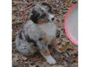 Australian Shepherd Puppy for sale in Baytown, TX, USA