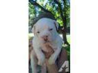 Bulldog Puppy for sale in ROCHESTER, MN, USA