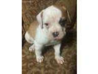 American Bulldog Puppy for sale in Marietta, GA, USA