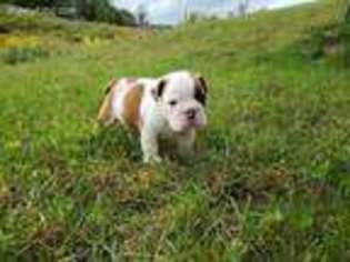 Bulldog Puppy for sale in Northfield, VT, USA