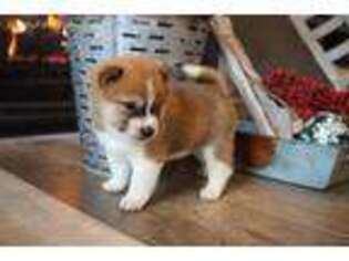 Shiba Inu Puppy for sale in Rock Valley, IA, USA