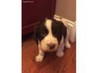 English Springer Spaniel Puppy for sale in Manchester, KY, USA