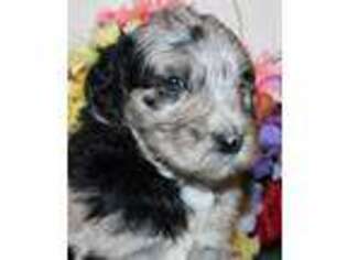 Mutt Puppy for sale in Hermitage, MO, USA