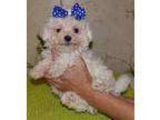 Maltese Puppy for sale in Colcord, OK, USA