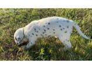 Dalmatian Puppy for sale in Gaffney, SC, USA
