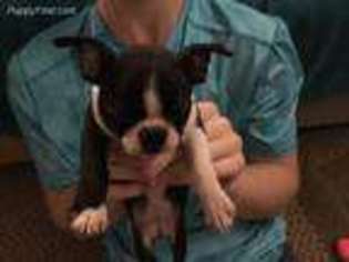 Boston Terrier Puppy for sale in Niles, MI, USA