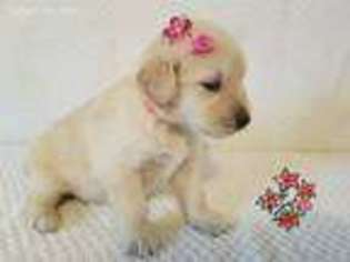 Golden Retriever Puppy for sale in Columbiana, OH, USA
