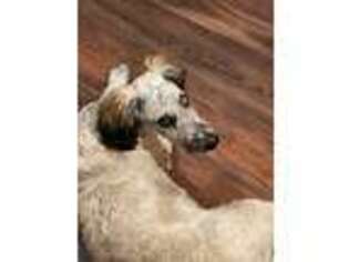 Soft Coated Wheaten Terrier Puppy for sale in Moyie Springs, ID, USA