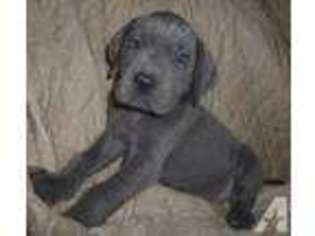 Great Dane Puppy for sale in WARWICK, NY, USA