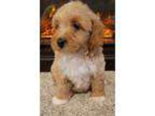 Labradoodle Puppy for sale in Batchtown, IL, USA
