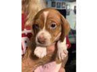 Dachshund Puppy for sale in Seale, AL, USA