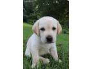 Labrador Retriever Puppy for sale in Spring Grove, PA, USA