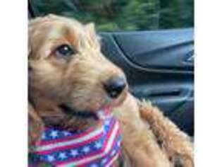 Goldendoodle Puppy for sale in Franklin, TN, USA