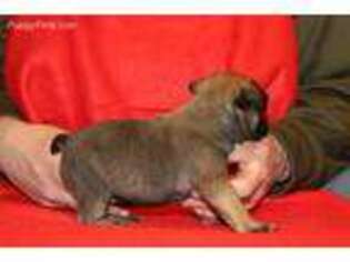 French Bulldog Puppy for sale in Accident, MD, USA