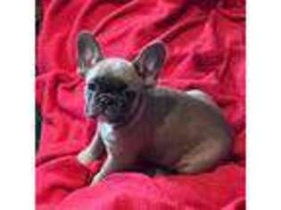 French Bulldog Puppy for sale in Driggs, ID, USA
